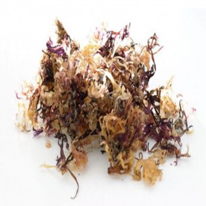 Irish Sea Moss Carrageen Chondus Chrispus Wild Harvested