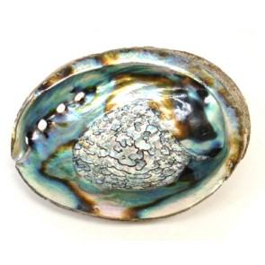 Natural Abalone Mother of Pearl Shell