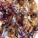 Irish Sea Moss Carrageen Chondus Chrispus Wild Harvested